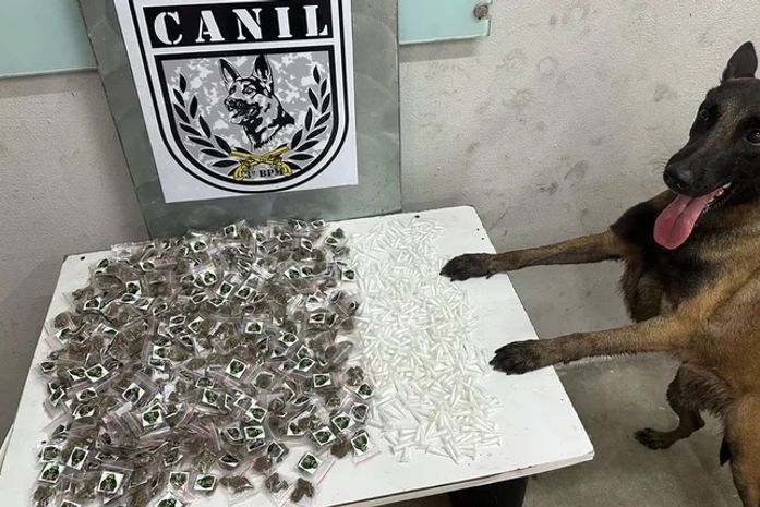 Cadela da PM encontra 350 porções de maconha e 420 pinos de cocaína em Arapiraca