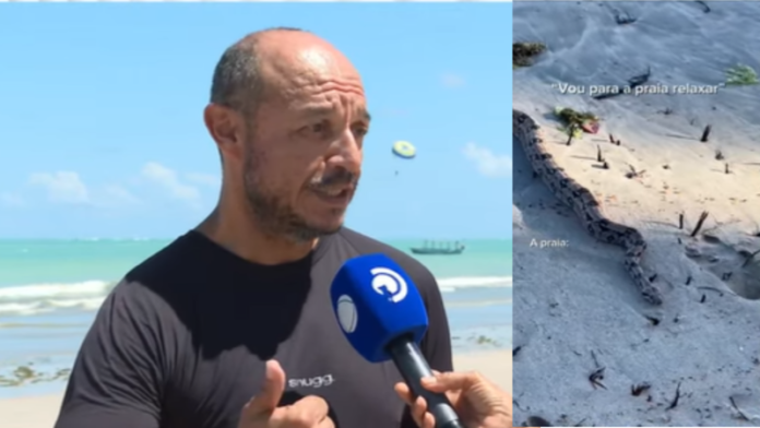 Vídeo de jiboia em praia de Alagoas viraliza; biólogo explica aparição