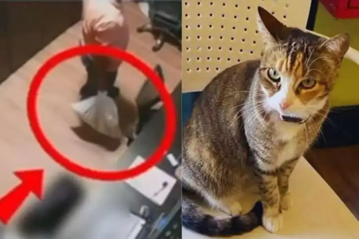 Crueldade na Ponta Verde: Casal é denunciado pela morte da gata Camila Regina