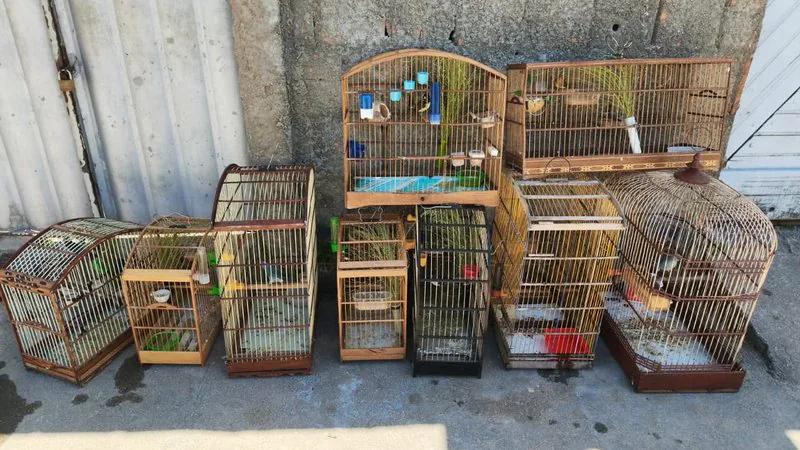 Mais de 100 aves silvestres são resgatadas durante operação no Litoral Sul de Alagoas