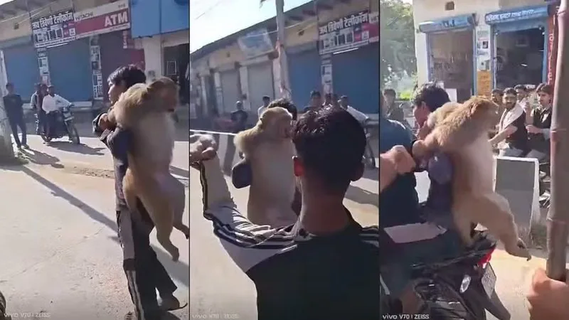 Vídeo: macaco suspeito de atacar mais de 10 pessoas é capturado e agredido por moradores